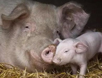 泔水不讓喂豬，舉報還有獎，拿什麽拯救你？